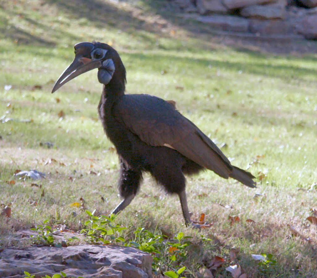 Abyssinian Ground Hornbill Abyssinian Ground Hornbill