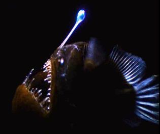 Anglerfish Anglerfish