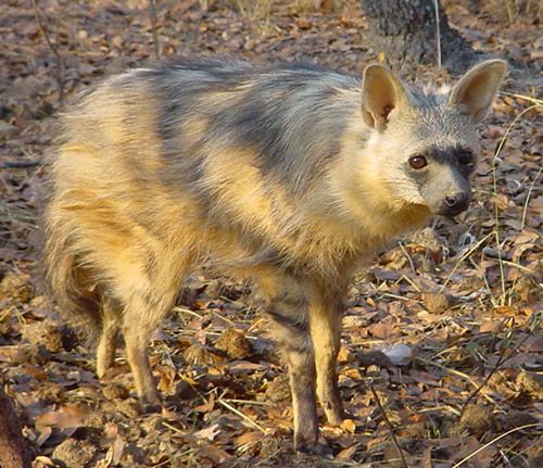 aardwolf aardwolf