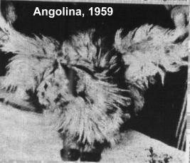 Angolina Winged Cat 1959