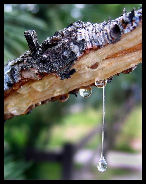 Tree-Sap.jpg