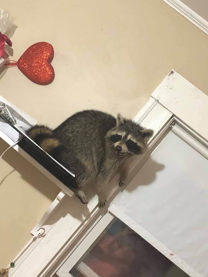 Bridgewater MA Resident Visited By Raccoon