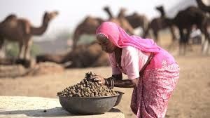 Eating Camel Dung