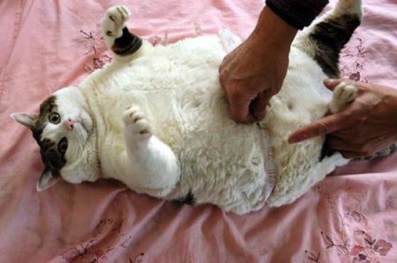 Fat rolling cat