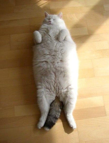 Fat Rolling Cat