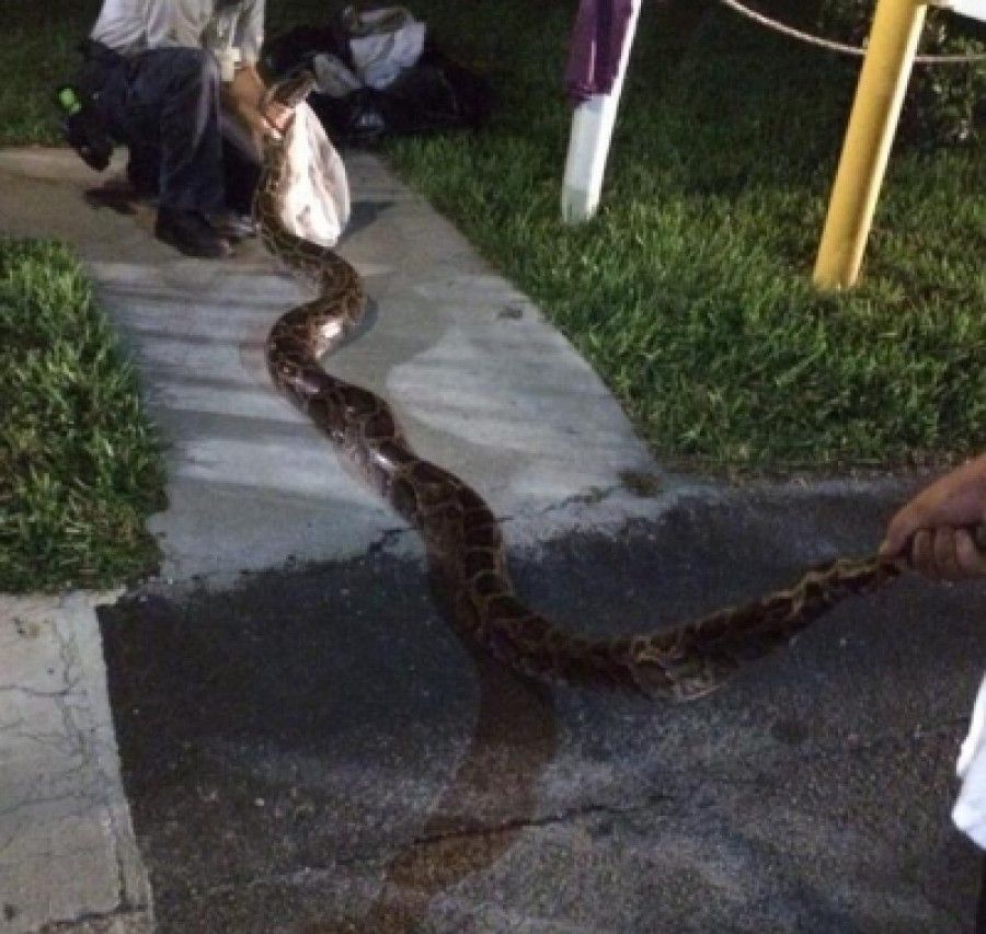 Florida residents trap boa constrictor in barbecue