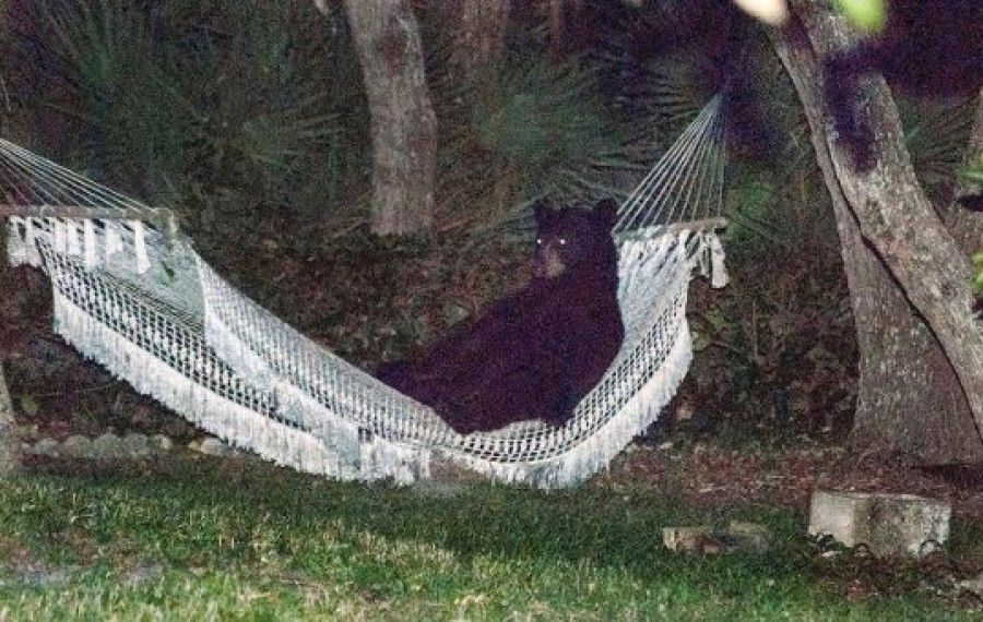 Man takes revenge on hammock stealing bear