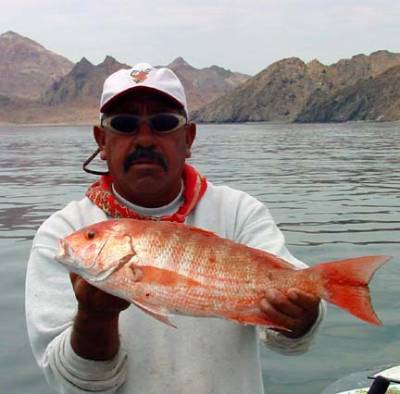 Red Snapper