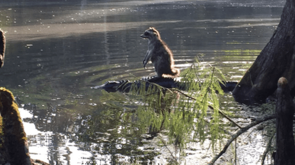 Raccoon Rides Alligator