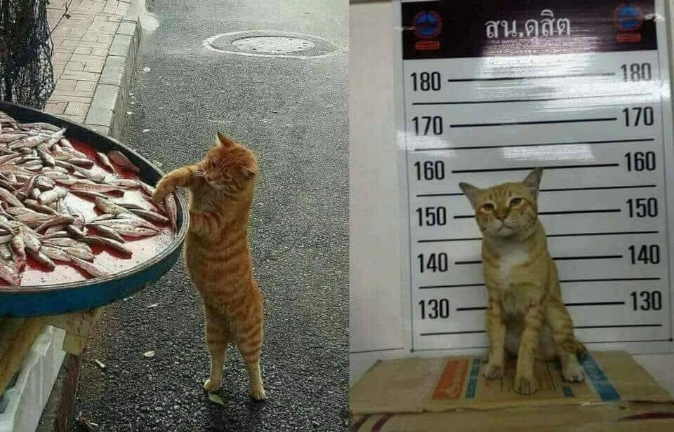 Cat goes to jail for stealing fish 2019-02-08 - This cat is going to jail for stealing fish.