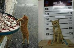 Cat goes to jail for stealing fish 2019-02-08