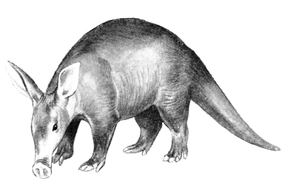 Aardvark