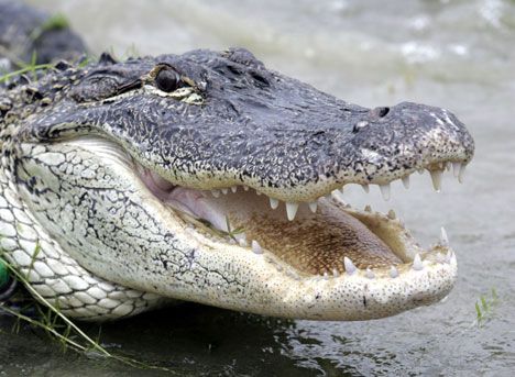 hungry gator