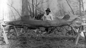 10 foot long alligator gar