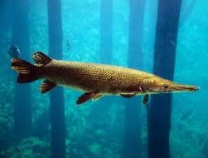 Alligator Gar