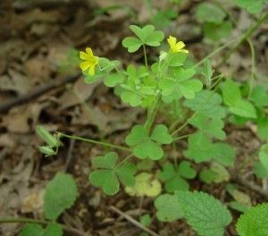 Common Oxalis