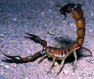 Scorpion