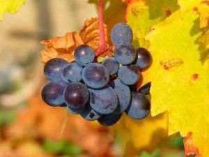 Starting your own grape vine