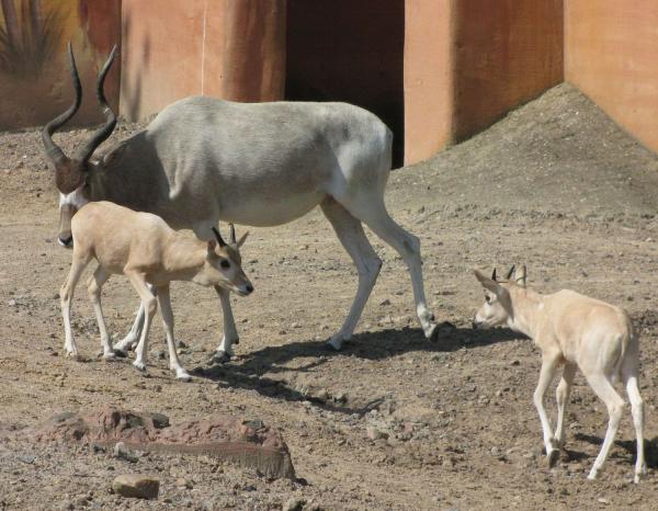 Addax with babies