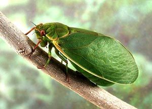 Japanese Cicada