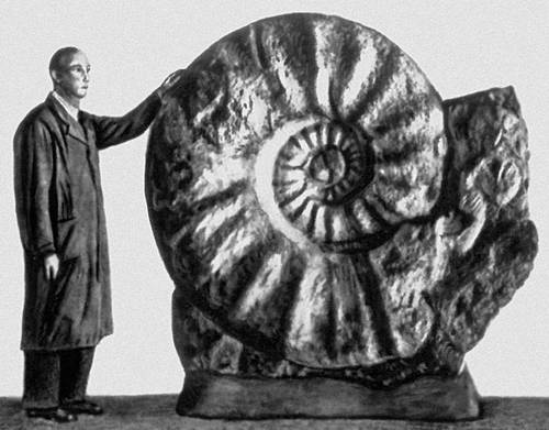 Man compared to ammonite