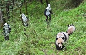 Men in masks can get up close to pandas