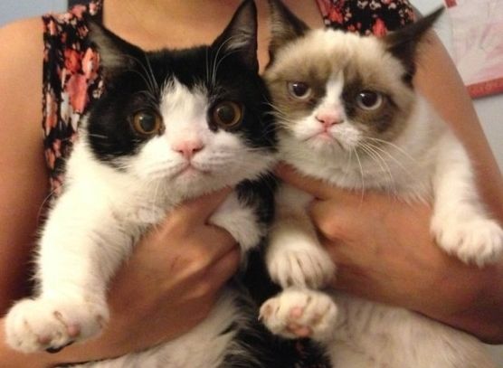 Grumpy Cat and Brother