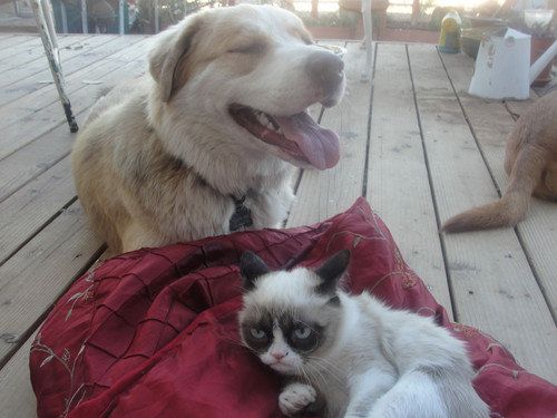 Grumpy Cat with dog