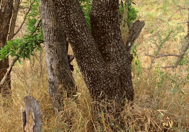 Can you find the leopard?