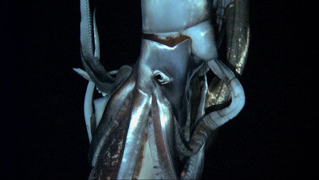 Giant Squid found