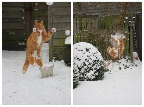 never throw snowballs at your cat