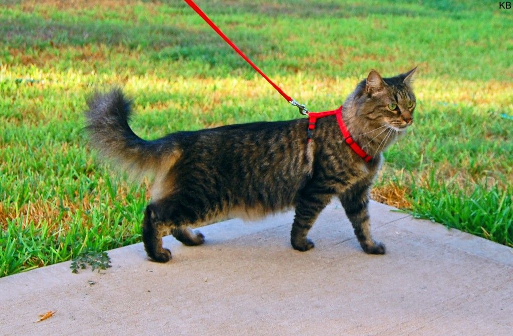 How to train your cat to walk on a leash