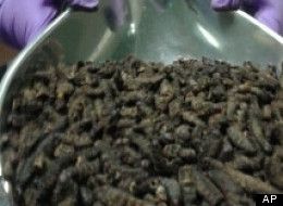 Man arrested at Gatwick airport for hoarding 207 pounds of dead caterpillars 