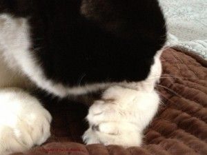 cat double paw