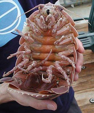 Giant Marine Isopod