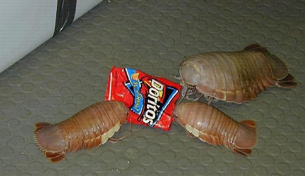 Here are a few of these baby creatures munching on a family size bag of doritos