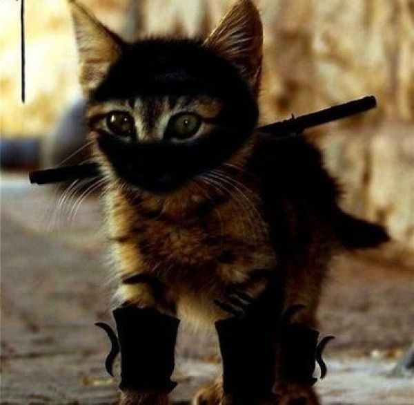 ninjacat 5