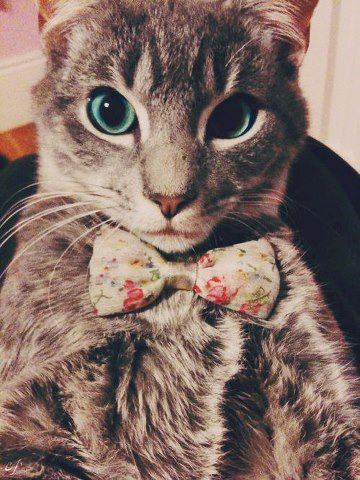 Cat With Bowtie