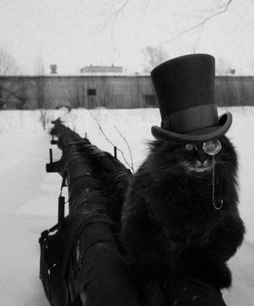 Cat in Tophat