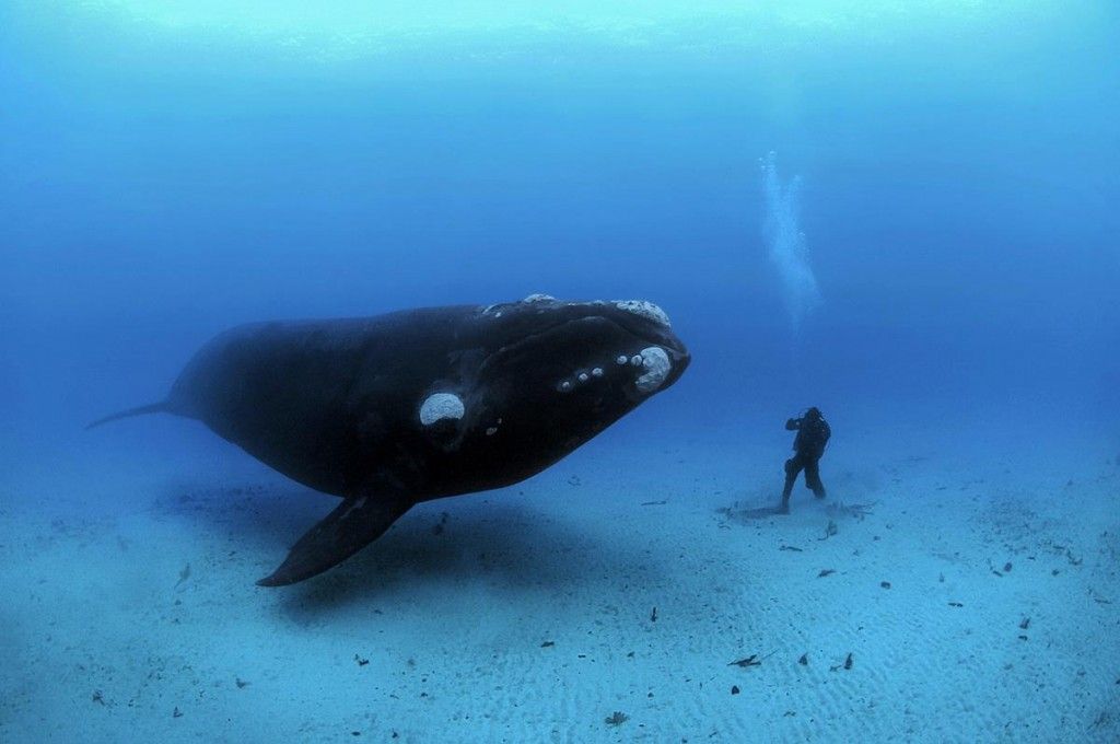 Stunning image of diver and whale