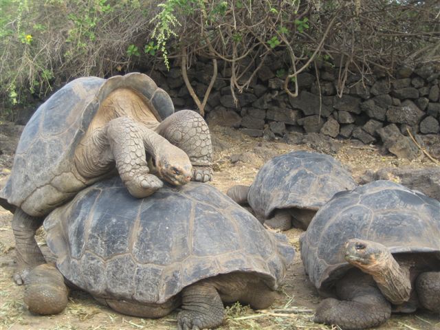 Galapagos Turtles