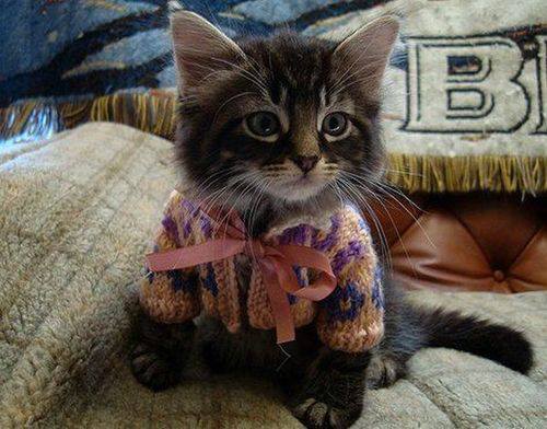 Kitten in sweater