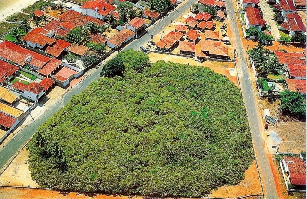 Largest Tree in the world