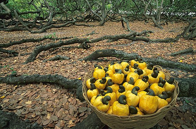 Largest tree in the world cashews