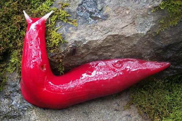 Huge pink slugs found on mountain