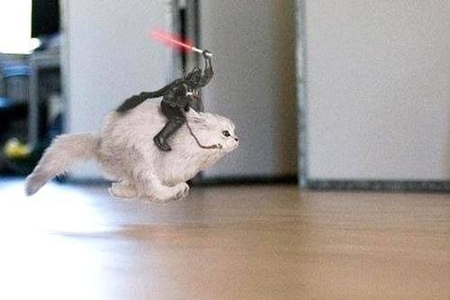 Darth Vader rides a flying cat