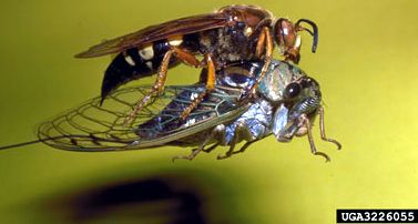 wasp stealing a poor cicada -ncsu (photo credits)