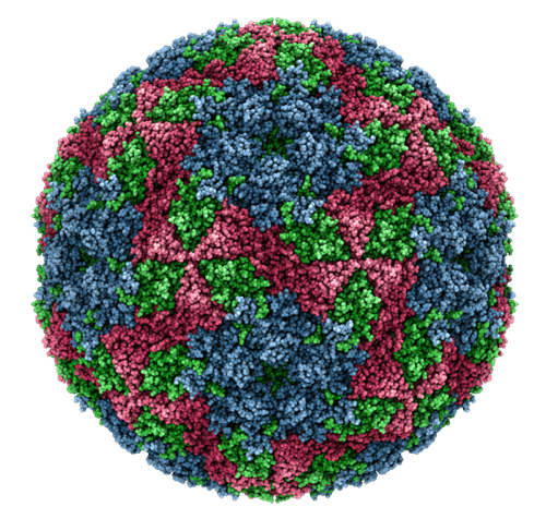 Enterovirus