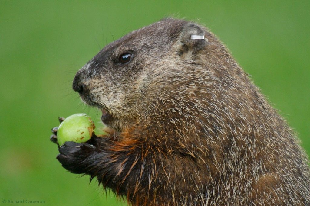 groundhog sees his shadow 2014